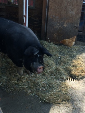 Mrs Pig_little farm