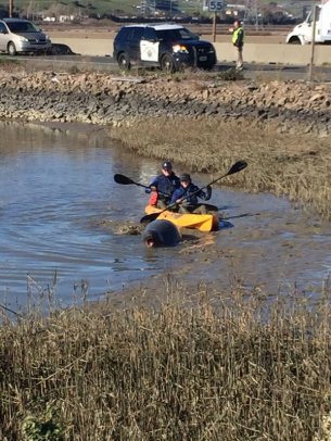 Marine mammal volunteers steer mom back to the water 3