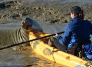 Barbie Halaska of the Marine Mammal Center tries to coax an elephant seal back toward the bay after it came up Tolay Creek near the Sonoma Raceway in Sonoma, Calif. on Tuesday, Dec. 29, 2015. (Alan Dep/Marin Independent Journal)