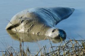 An elephant seal rests in the mud of Tolay Creek next to Highway 37 in Sonoma, Calif. on Tuesday, Dec. 29, 2015. (Alan Dep/Marin Independent Journal)