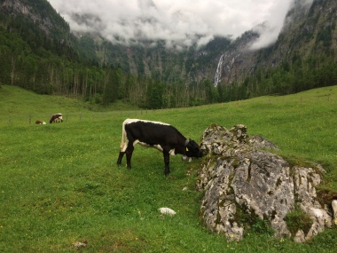 Alpine cows!