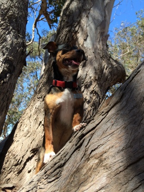 Tree climbing Bodhi