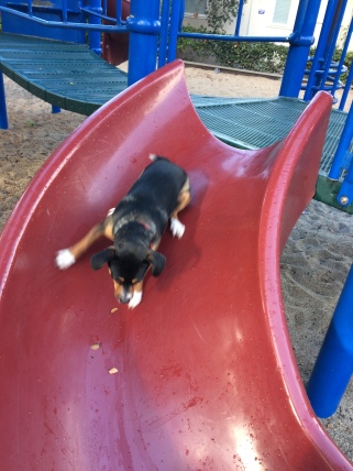 He loves the playground slide